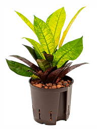 Colorful Croton (Codiaeum) variegatum 'Mrs. Iceton' Indoor House Plants