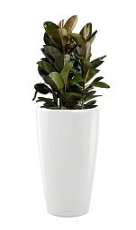 Ficus Elastica Robusta in LECHUZA RONDO Self-watering Planter, Total Height 160 cm