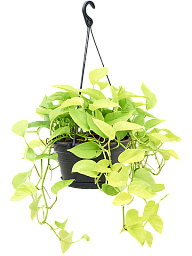 Shade-loving Satin Pothos Scindapsus (Epipremnum) 'Golden Pothos' Indoor House Plants