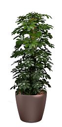 Schefflera Compacta (Nora) in LECHUZA CLASSICO LS Self-watering Planter, Total Height 160 cm