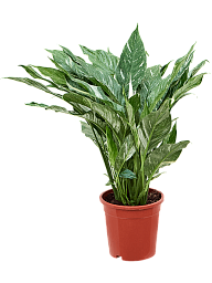 Photogenic Peace Lily Spathiphyllum 'Diamond' Indoor House Plants