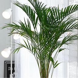 Chrysalidocarpus in LECHUZA CILINDRO Self-watering Planter, Total Height 150 cm