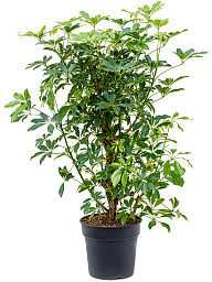 Easy-Care Umbrella Tree Schefflera arboricola 'Compacta' Tall Indoor House Plants Trees