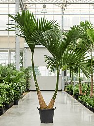 Tropical Dwarf Betel Nut Palm Areca catechu dwarf (450-525) Tall Indoor House Plants Trees
