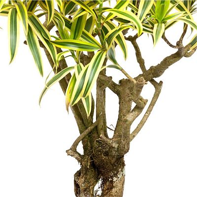 Dracaena Reflexa Song of India in LECHUZA RONDO Self-watering Planter, Total Height 160 cm