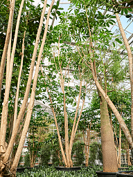 Cheerful Umbrella Tree Schefflera actinophylla 'Amate' Indoor House Plants