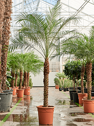 Tropical Pygmy Date Palm Phoenix roebelenii (470-500) Indoor House Plants