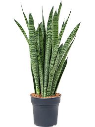 Easy-Care Snake Plant Sansevieria zeylanica 'Narrow' Indoor House Plants