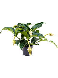 Majestic Chandelier tree Medinilla magnifica Indoor House Plants