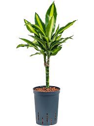 Colorful Corn Plant Dracaena fragrans 'Cintho' Indoor House Plants