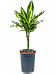 Colorful Corn Plant Dracaena fragrans 'Cintho' Indoor House Plants