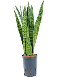 Elegant Snake Plant Sansevieria zeylanica Indoor House Plants