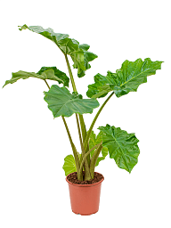 Easy-Care Elephant Ear Alocasia 'Portodora' Indoor House Plants