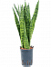 Elegant Snake Plant Sansevieria zeylanica Indoor House Plants
