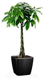 Braided Pachira Aquatica in LECHUZA QUADRO LS Self-watering Planter, Total Height 160 cm