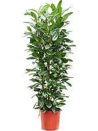Lush African Fig Ficus cyathistipula Indoor House Plants
