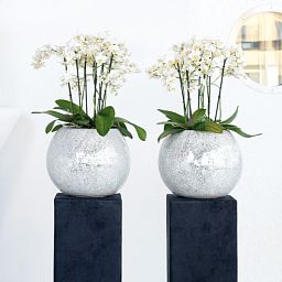Disco Round Polystone Indoor Planter