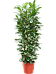 Lush African Fig Ficus cyathistipula Indoor House Plants