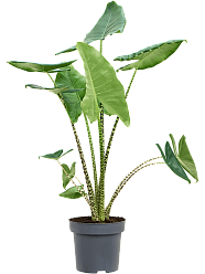 Easy-Care Elephant Ear Alocasia zebrina Indoor House Plants