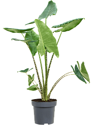 Easy-Care Elephant Ear Alocasia zebrina Indoor House Plants