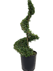 Cute Japanese Holly Ilex crenata 'Dark Green'