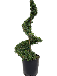 Cute Japanese Holly Ilex crenata 'Dark Green'