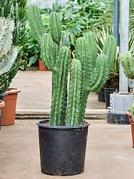 Easy-Care Polaskia chichipe Indoor House Plants