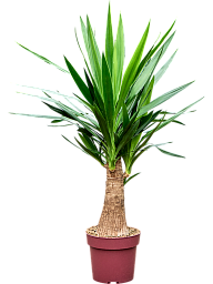 Insta-friendly Spineless Yucca elephantipes Tall Indoor House Plants Trees