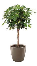 Schefflera Arboricola Gold Capella in LECHUZA CLASSICO LS Self-watering Planter, Total Height 140 cm