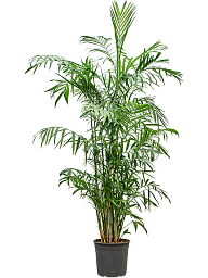 Shade-loving Parlour Palm Chamaedorea seifrizii Indoor House Plants
