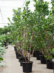 Lush Autograph Tree Clusia rosea 'Green Magic' Indoor House Plants