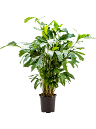 Lush Fishtail Palm Caryota mitis Indoor House Plants