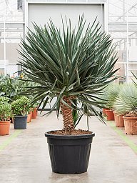 Photogenic Palm Lily Yucca gloriosa (140-160) Tall Indoor House Plants Trees