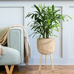 HORTICO TREND Wooden House Planter with Legs, Tall Indoor Plant Pot Stand with Waterproof Liner