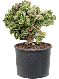 Vibrant African Milk Tree Euphorbia lactea 'Cristata' (50-70) Indoor House Plants