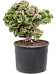 Vibrant African Milk Tree Euphorbia lactea 'Cristata' (50-70) Indoor House Plants