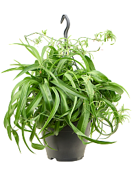 Chlorophytum Comosum 'Green Bonnie'