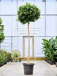 Lush Chinese Banyan Ficus microcarpa 'Moclame' Indoor House Plants