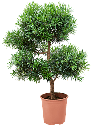 Lush Kusamaki Podocarpus macrophyllus Indoor House Plants