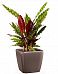 Calathea Lancifolia in LECHUZA QUADRO LS Self-watering Planter, Total Height 65 cm