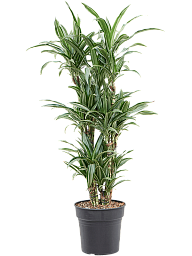 Easy-Care Corn Plant Dracaena fragrans 'Ulises' Tall Indoor House Plants Trees