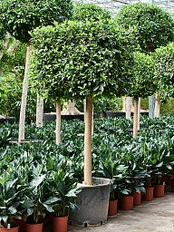 Lush Weeping Fig Ficus microcarpa ‘Nitida’ Tall Indoor House Plants Trees
