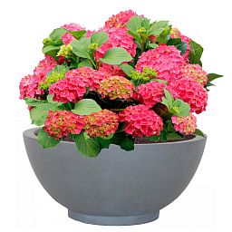 IDEALIST Lite Dish Style Smooth Bowl Outdoor Planter