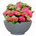 Dish Style Smooth Bowl Outdoor Planter by Idealist Lite