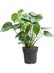 Shade-loving Swiss Cheese Plant Monstera deliciosa Indoor House Plants