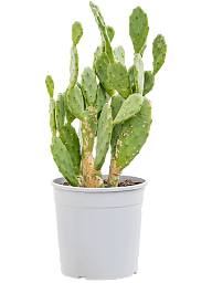 Easy-Care Barbary Fig Opuntia vulgaris Indoor House Plants