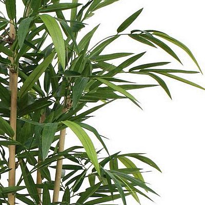 BAMBOO DELUXE Artificial Tree Plant