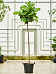 Lush Fiddle Leaf Fig Ficus lyrata Indoor House Plants