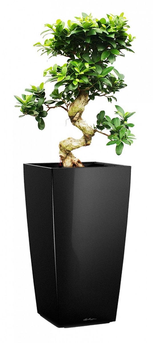 Ficus Microcarpa in LECHUZA CUBICO Self-watering Planter, Total Height 105 cm
