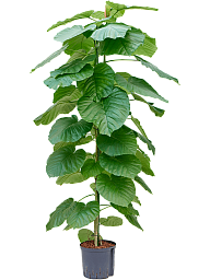 Lush Umbrella Fig Ficus umbellata Tall Indoor House Plants Trees